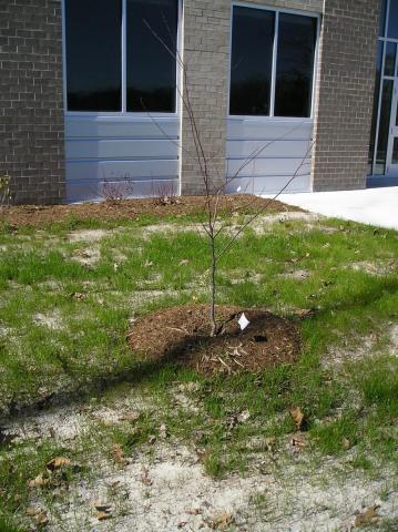 Site native tree planted by front door